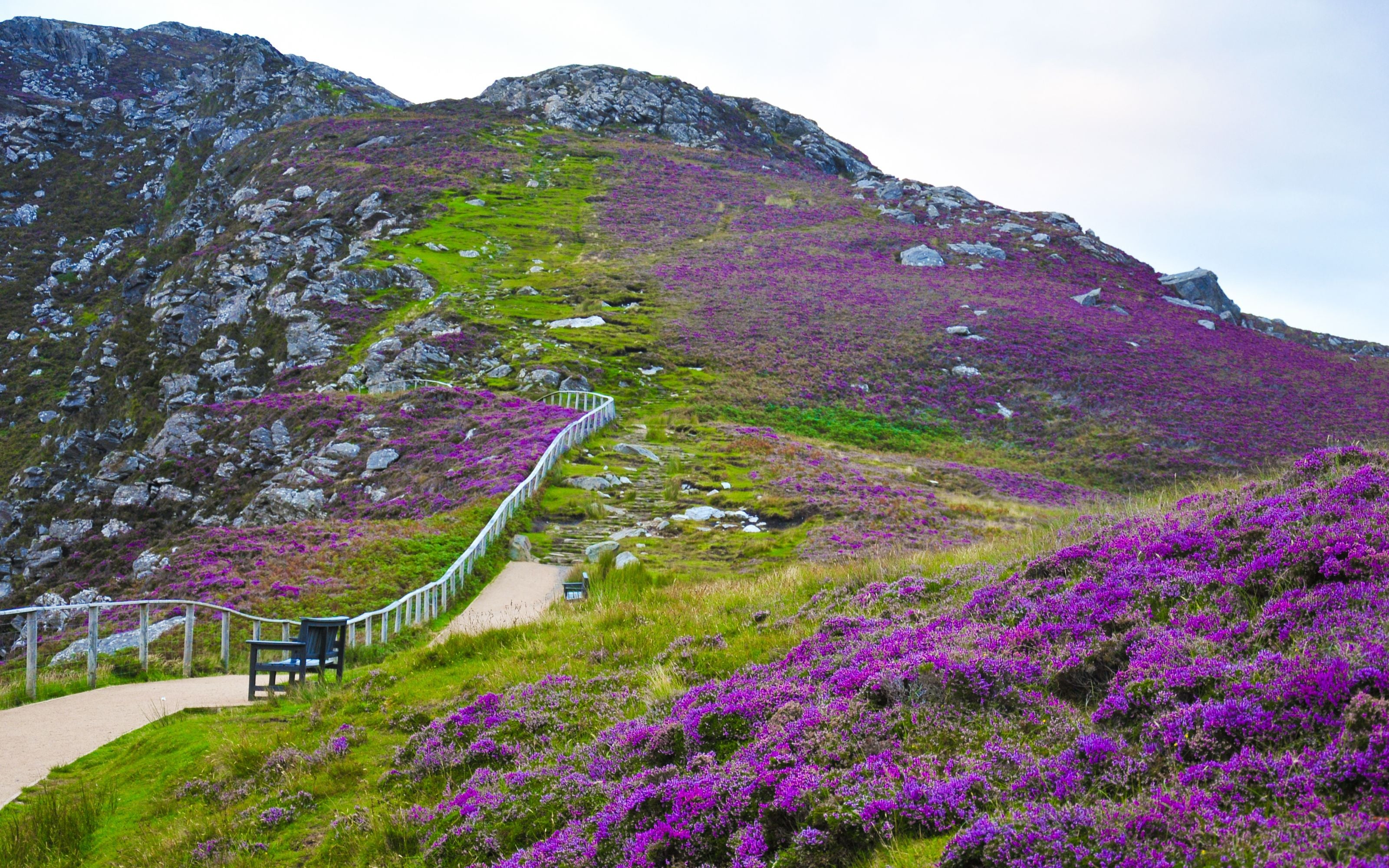 A winding path with a railing leads up a grassy, rocky hillside covered in blooming purple heather under a cloudy sky. Benches and lush greenery line the trail.